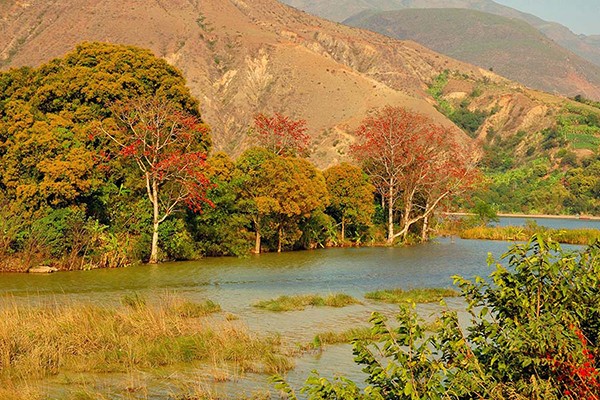 圖2:紅河岸邊木棉紅.jpg 圖2:紅河岸邊木棉紅.jpg