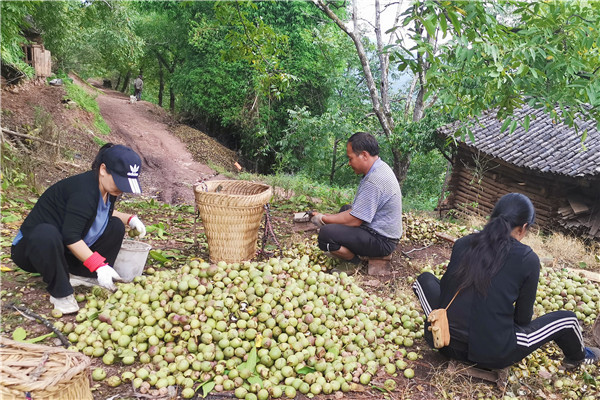 核桃大豐收(李燦美 攝)_副本.jpg 核桃大豐收(李燦美 攝)_副本.jpg