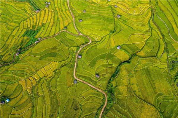 4.十里西疇熟稻香,槿花籬落竹絲長。朱昌維 攝.jpg 4.十里西疇熟稻香,槿花籬落竹絲長。朱昌維 攝.jpg