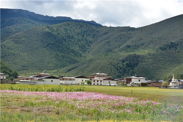 5藏民栽種的鮮花.jpg 5藏民栽種的鮮花.jpg