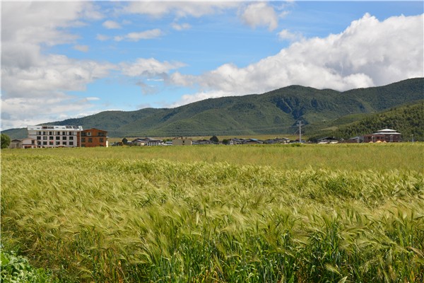 2藏民種植的青稞.jpg 2藏民種植的青稞.jpg