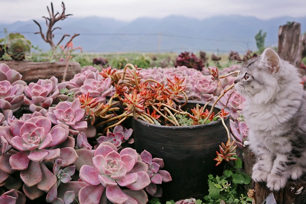 保山.jpg 保山.jpg