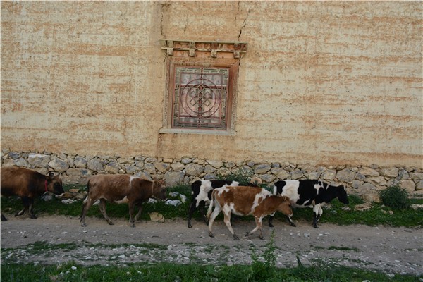 12暮歸的牛兒.jpg 12暮歸的牛兒.jpg