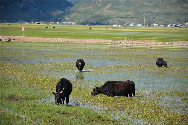 6趟水吃草的牦牛.jpg 6趟水吃草的牦牛.jpg