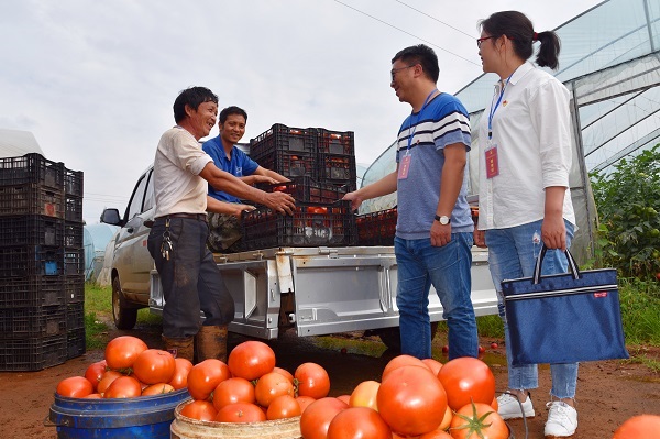 番茄  云南省宣威市紀委監委.jpg
