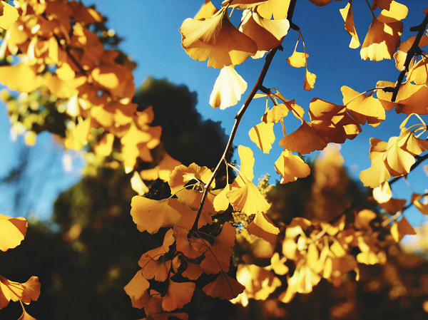 昭通巧家 銀杏.png 昭通巧家 銀杏.png