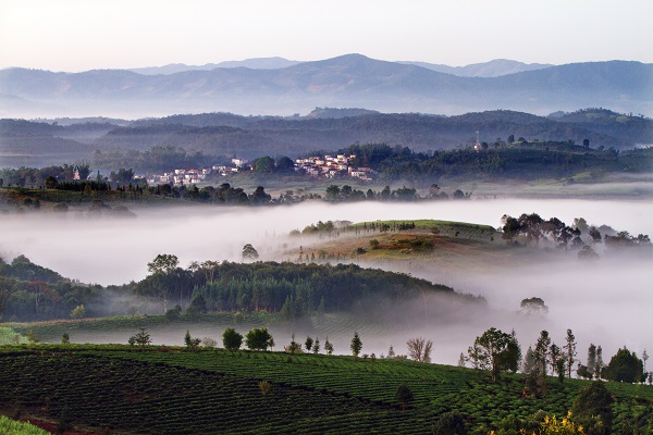 8勐海.jpg 8勐海.jpg