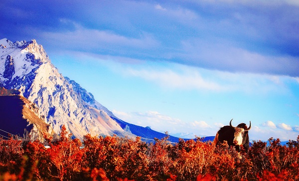 11保山.jpg 11保山.jpg