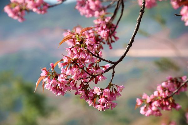 圖三.jpg 圖三.jpg