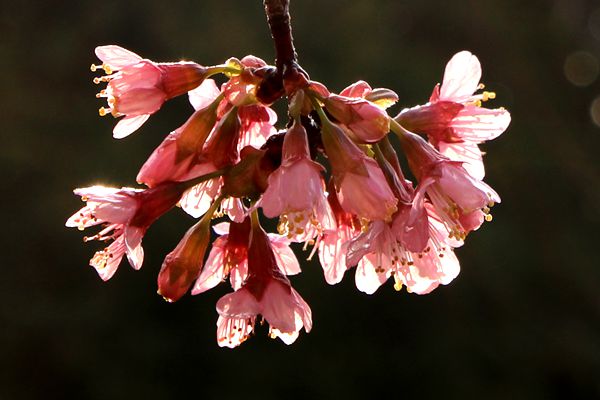 圖八.jpg 圖八.jpg