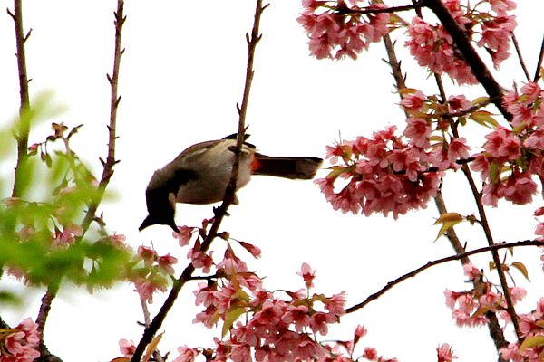 圖七.jpg 圖七.jpg