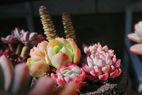 10保山.jpg 10保山.jpg