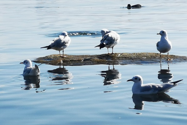 8麗江.jpg 8麗江.jpg