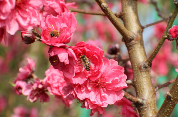 圖6_副本.jpg 圖6_副本.jpg