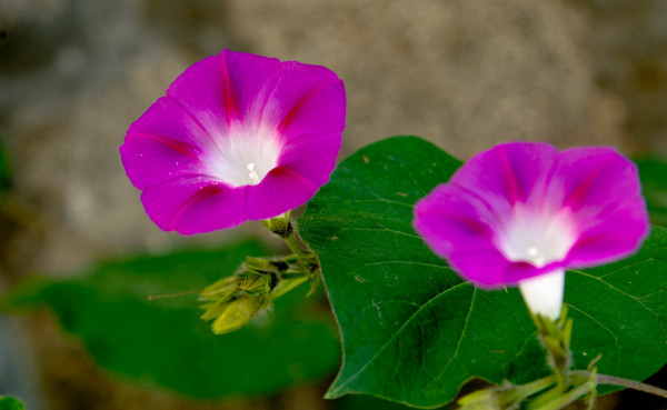 DSC_2611.jpg DSC_2611.jpg