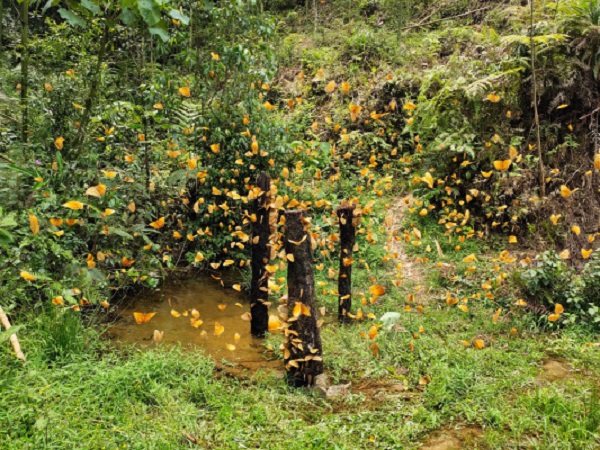 1581682475.jpg 1581682475.jpg