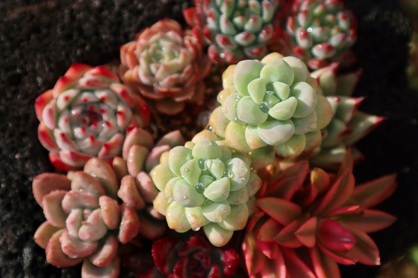 保山.jpg 保山.jpg