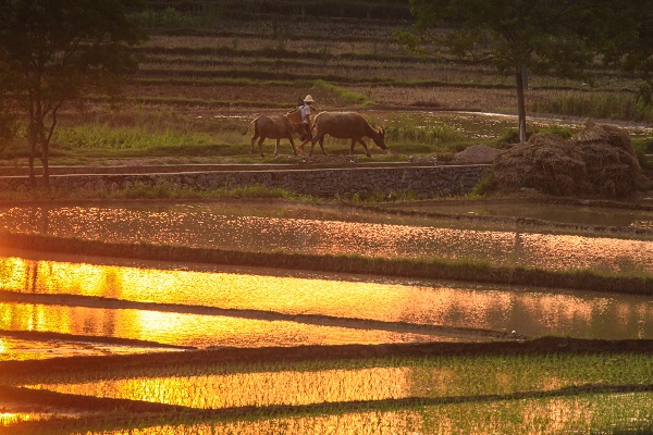 文山廣南.jpg 文山廣南.jpg