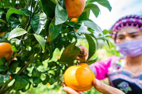 紅河河口.jpg 紅河河口.jpg