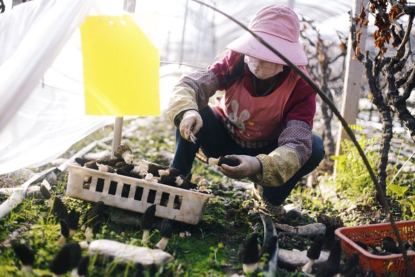 楚雄.jpg 楚雄.jpg