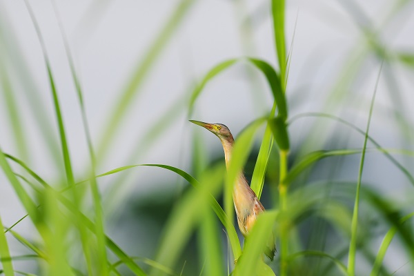 瑞麗.jpg 瑞麗.jpg