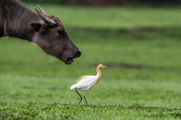 【紀檢人·鏡頭】驚蟄+覓草春牛觀鷺舞+云南省楚雄州楚雄市紀委.jpg 【紀檢人·鏡頭】驚蟄+覓草春牛觀鷺舞+云南省楚雄州楚雄市紀委.jpg