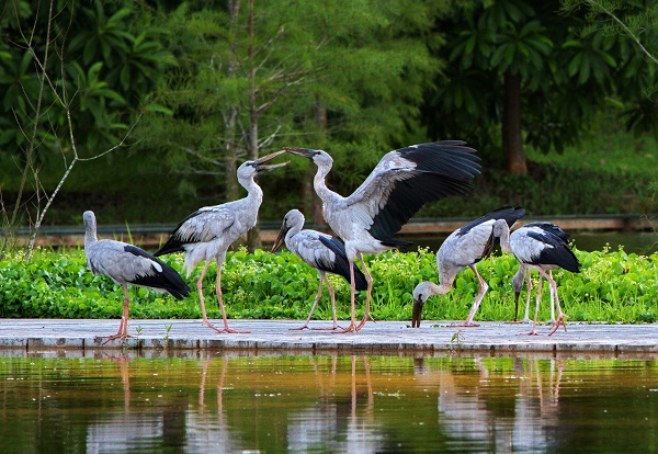 鸛鳥上演優美的《鸛之舞》.jpg 鸛鳥上演優美的《鸛之舞》.jpg