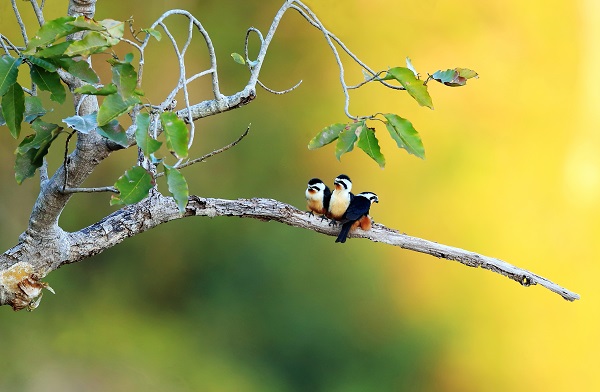 芒市 鄭山河攝.jpg 芒市 鄭山河攝.jpg