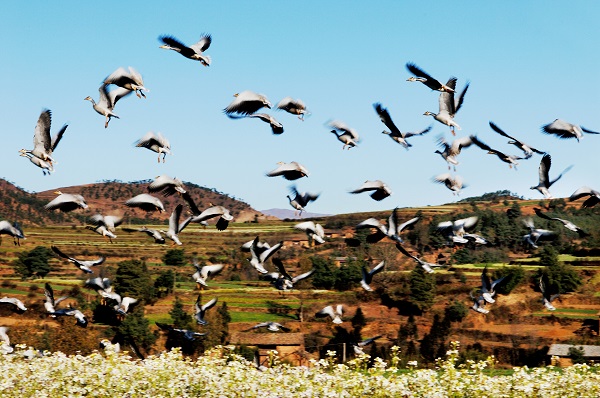 一雷驚蟄始,長岸野鴨飛(云南省曲靖市沾益區紀委監委供 祥十 攝).jpg 一雷驚蟄始,長岸野鴨飛(云南省曲靖市沾益區紀委監委供 祥十 攝).jpg