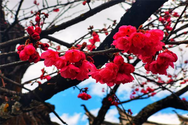 微信圖片_20200320093344_看圖王.png 微信圖片_20200320093344_看圖王.png