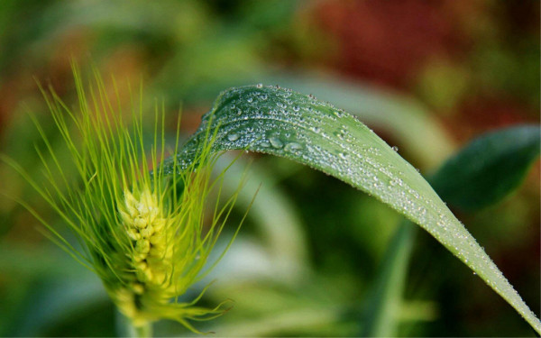 圖7:臘雪瑞我麥,春雨嘉我谷。(代彥霞 攝).jpg