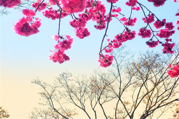 櫻花.jpg 櫻花.jpg