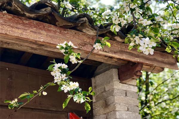 蘋果花.jpg 蘋果花.jpg