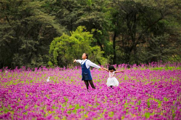 報春花開.jpg 報春花開.jpg