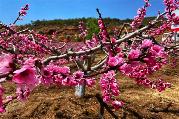 桃花.jpg 桃花.jpg