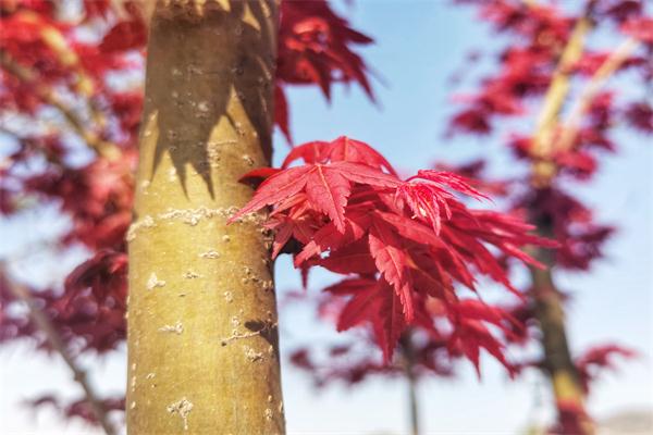 五角楓.jpg 五角楓.jpg