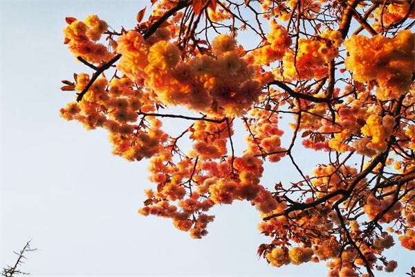 粉櫻花.jpg 粉櫻花.jpg