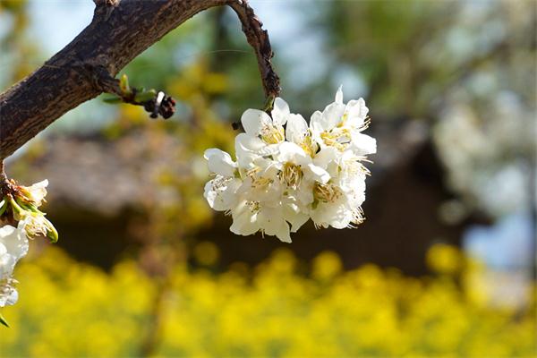 梨花.jpg 梨花.jpg