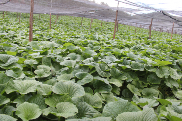 圖片2.png 圖片2.png