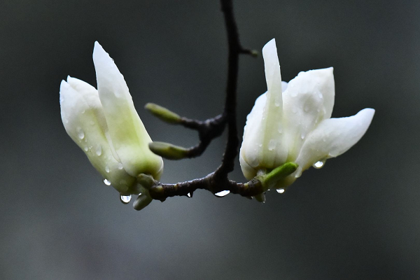 安寧.png 安寧.png