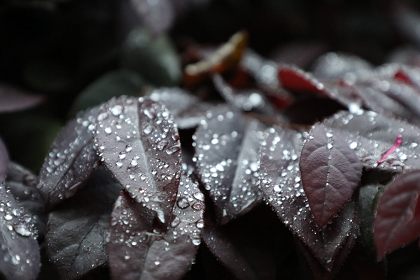 文山 東邊日出西邊雨,道是無(wú)晴卻有晴。.png 文山 東邊日出西邊雨,道是無(wú)晴卻有晴。.png