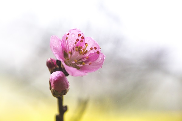 羅平22.jpg 羅平22.jpg