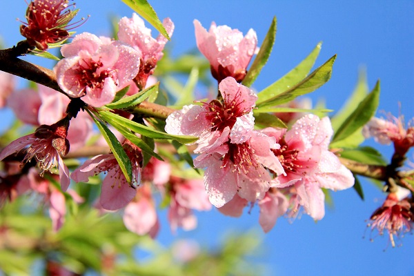 東川 東邊日出西邊雨,道是無(wú)晴卻有晴。.jpg 東川 東邊日出西邊雨,道是無(wú)晴卻有晴。.jpg