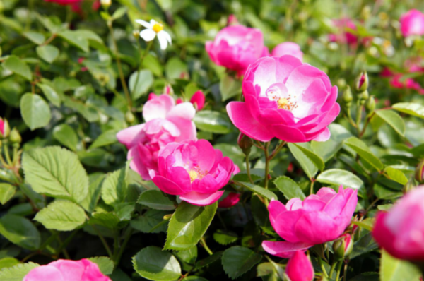 QQ截圖20200430172326.png QQ截圖20200430172326.png