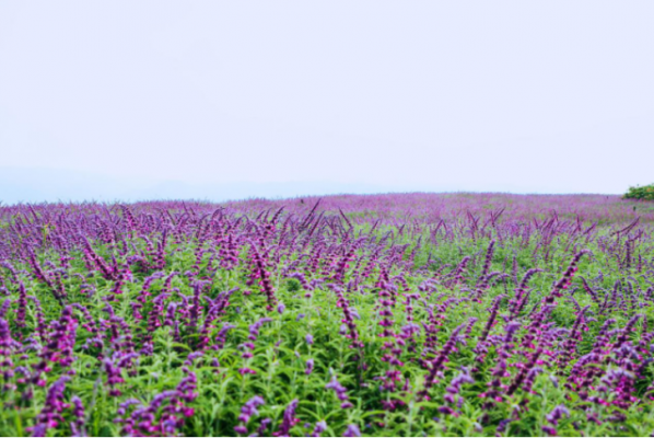 QQ截圖20200430172220.png QQ截圖20200430172220.png