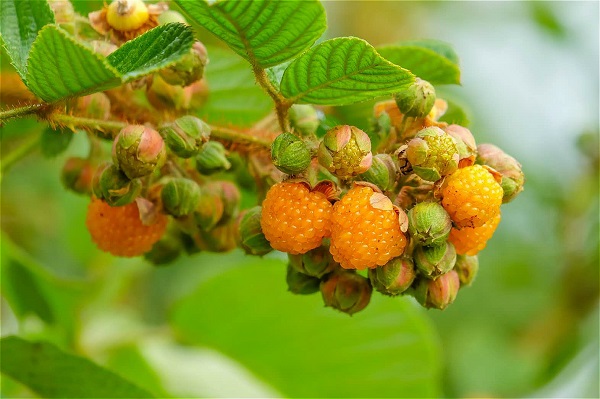 德宏芒市.jpg 德宏芒市.jpg