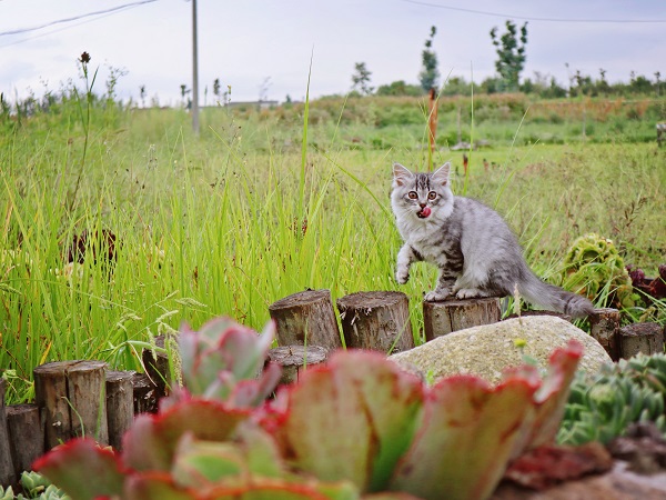 保山.jpg 保山.jpg