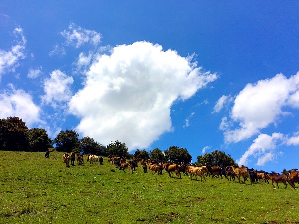 東川   草長鶯飛   風和日麗.jpg