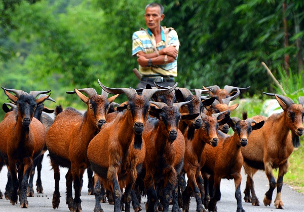 放牧歸來（穆王成  攝）.jpg