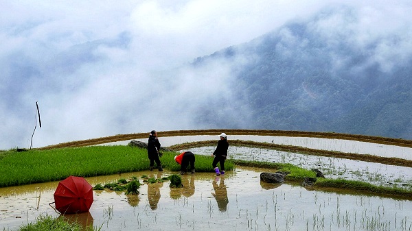 大理南澗  立夏栽種忙（者文紅攝）.jpg